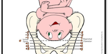 image_6 Πόσο ψηλά ή χαμηλά είναι το μωρό στην λεκάνη σας και τι σημαίνει αυτό για τον τοκετό σας; Η μαία μας Γεωργία Λεζέ σας εξηγεί τα πάντα για την εμπέδωση!